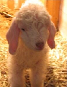 Cold-Weather Goat Kidding Image